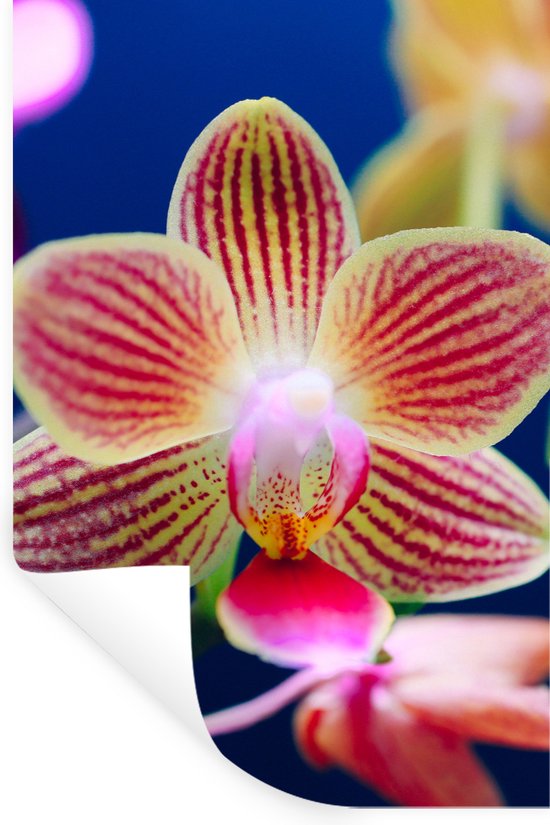 Adesivo zen orchidea e pietre impilate