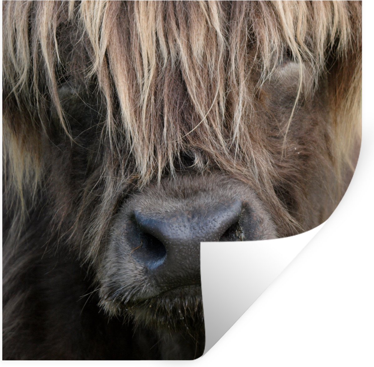 Muurstickers - Sticker Folie - Schotse Hooglander - Bruin - Neus - 120x120 cm - Plakfolie 