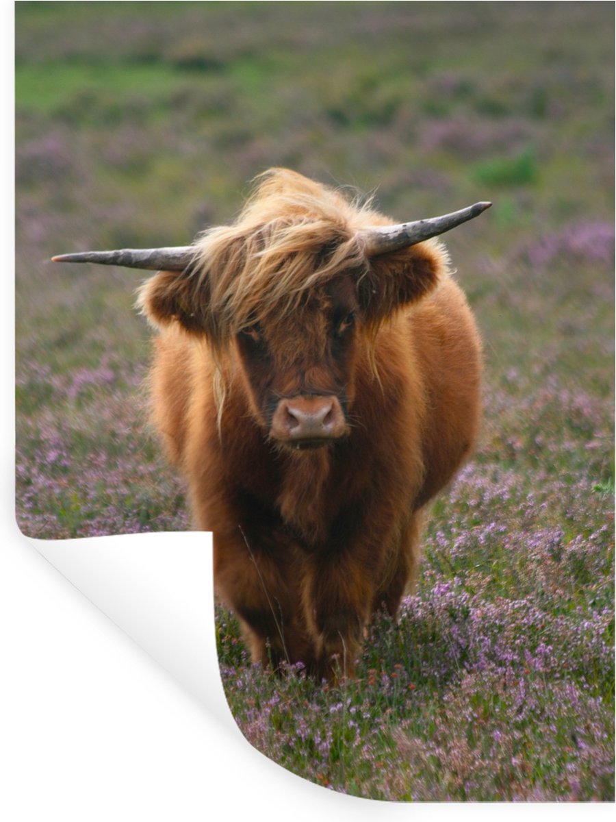 Muurstickers - Sticker Folie - Schotse Hooglander - Heide - Dieren - 90x120 cm - Plakfolie