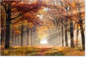 Décoration murale Automne - Forêt - Arbre - 180x120 cm - Affiche jardin