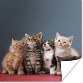 Poster Kittens - Blauw - Roze - Meisjes - Kinderen - Jongens - Kind - 75x75 cm