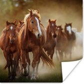 Poster Paarden - Licht - Natuur - 50x50 cm