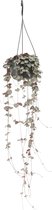 We Love Plants - Ceropegia Woodii - 50 cm lang - Hangplant