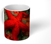 Mok - Zeester - Rood - Koraal - 350 ML - Beker