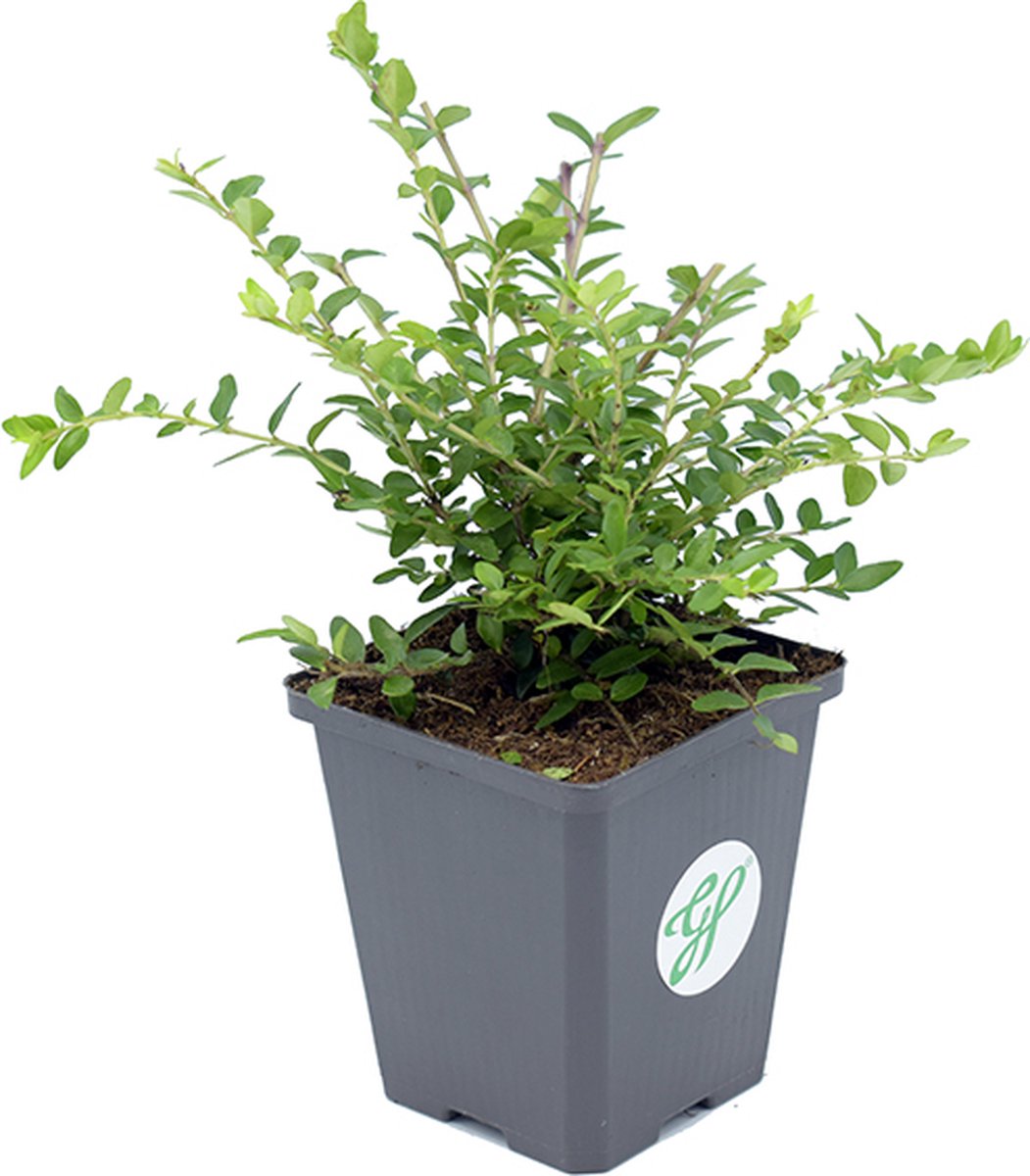 Lonicera Nitida 'Maigrün' - Lot De 6 Plants | Chèvrefeuille Arbustif Rustique | Hauteur 10-25cm