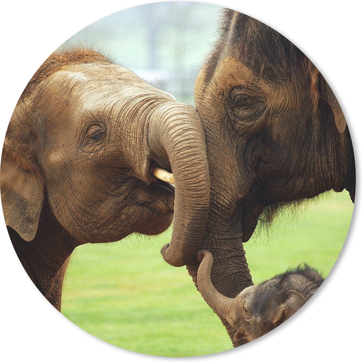 Muismat rond 20x20 cm - Mousepad Olifanten - Dieren - Slurf - Ronde muismatten