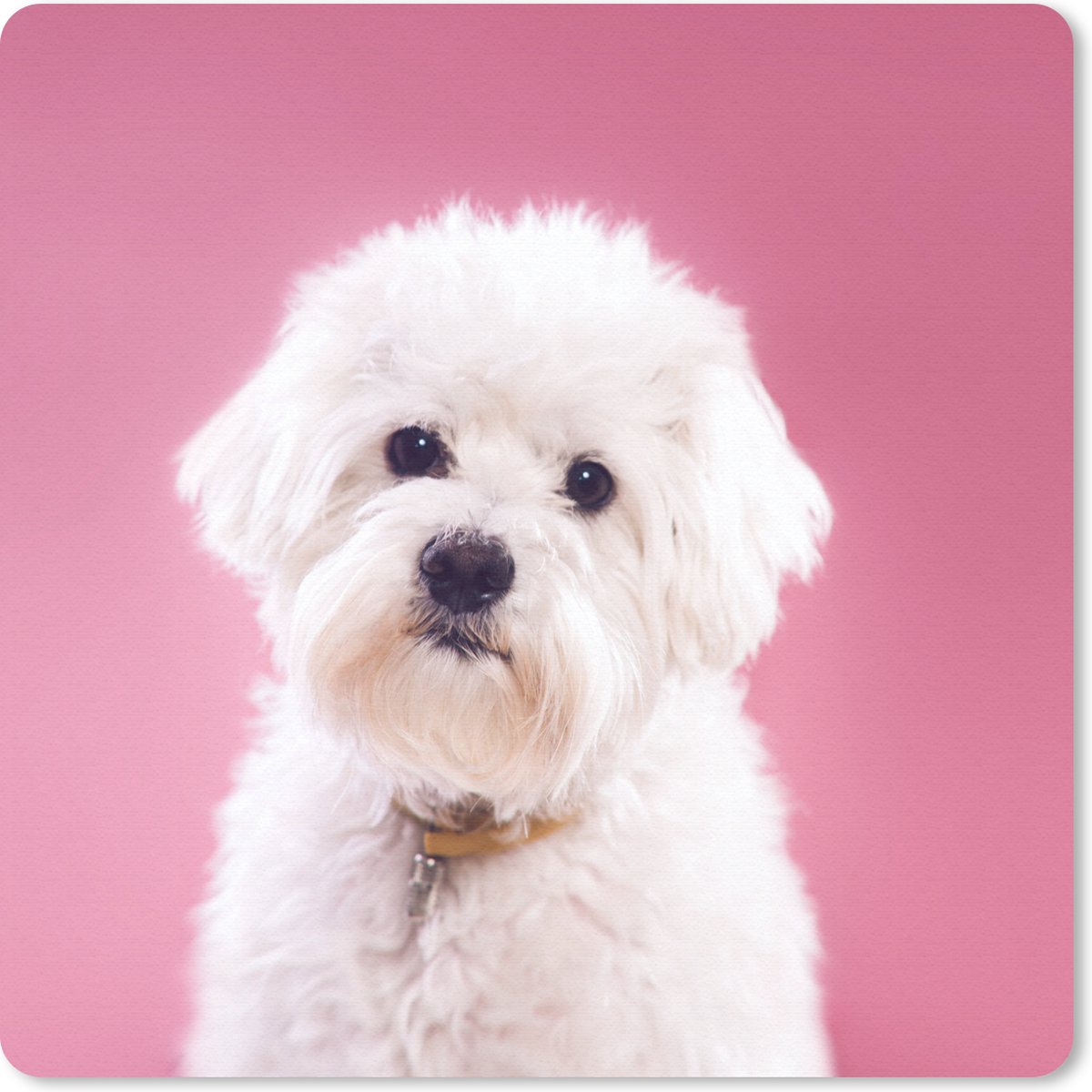Muismat 30x30 cm - Mousepad Maltezer hond met een roze achtergrond - Muismatten