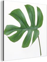 Wanddecoratie Metaal - Aluminium Schilderij Industrieel - Botanisch blad op een witte achtergrond - 50x50 cm - Dibond - Foto op aluminium - Industriële muurdecoratie - Voor de woonkamer/slaapkamer
