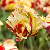 20x Tulpen - Tulipa 'Texas Flame' - geel-rood - 20 bollen