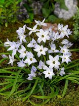 250x Oude wijfjes 'Ipheion uniflorum wisley blue'  bloembollen met bloeigarantie