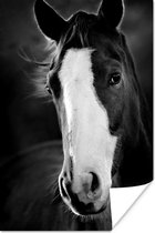 Poster Paard - Kop - Licht - 40x60 cm