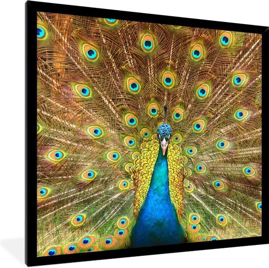 Cadre photo avec affiche - Plumes de paon - Vogel - Blauw - 40x40 cm - Cadre pour affiche