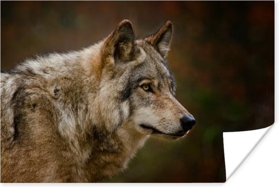 Foto: Poster dieren wolf roofdieren 120x80 cm
