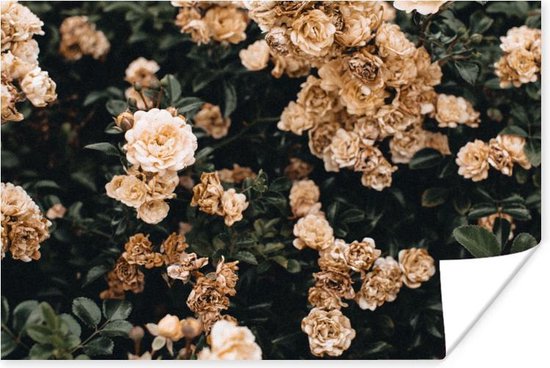 Affiche Rosier - Fleurs - Feuilles - 60x40 cm