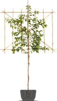Lei-Portugese laurier | Prunus lus. Ybrazo | Tico | Stamomtrek: 5-7 cm | Stamhoogte: 180 cm | Rek: 120 cm