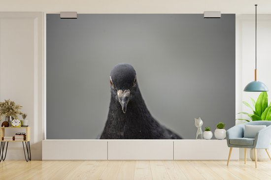 Papier peint photo vinyle - Un beau pigeon sur fond gris largeur 330 cm x hauteur 220 cm - Tirage photo sur papier peint (disponible en 7 tailles)