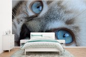 Behang - Fotobehang Close up van de ogen van de Siamese kat - Breedte 375 cm x hoogte 280 cm