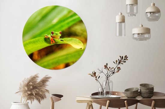 Grenouille maca aux yeux rouges entre les feuilles au Costa Rica Assiette en plastique cercle mural ⌀ 120 cm - impression photo sur cercle mural / cercle vivant (décoration murale)