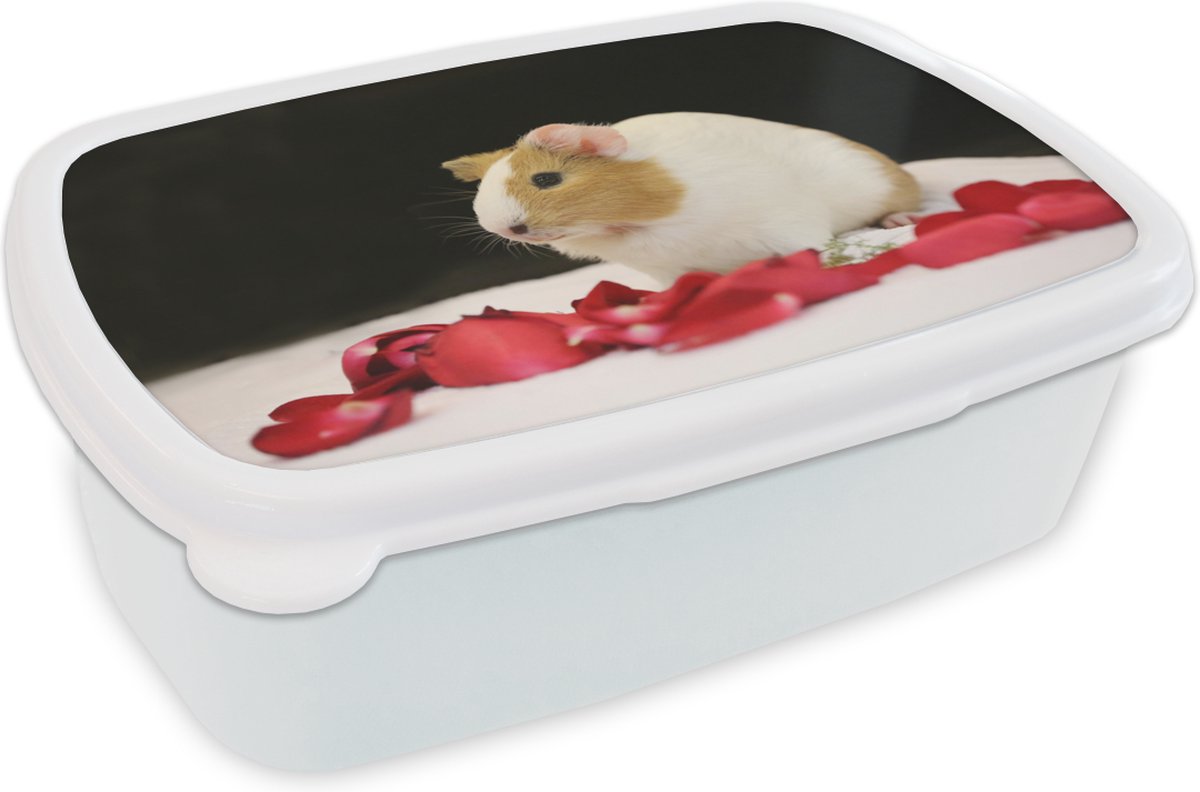 Broodtrommel Wit - Lunchbox - Brooddoos - Lieve cavia - 18x12x6 cm - Volwassenen