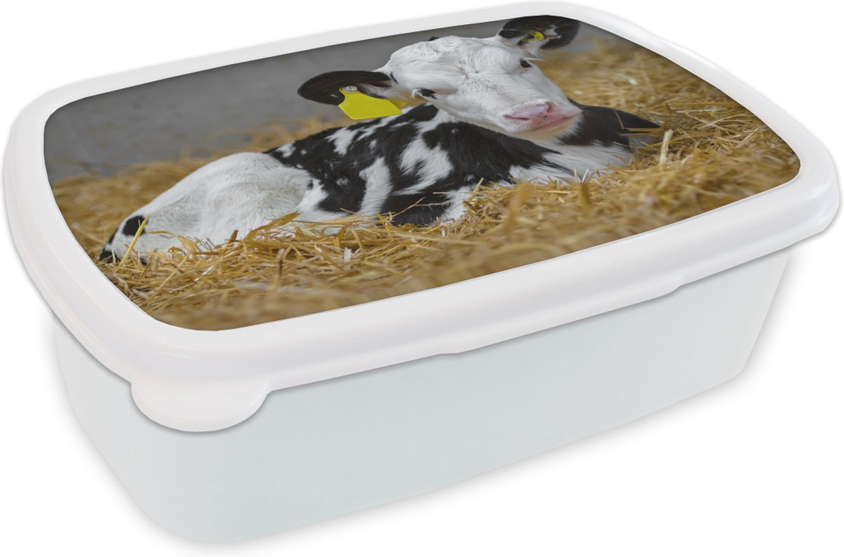 Broodtrommel Wit - Lunchbox - Brooddoos - Koe - Stro - Kalf - Dier - 18x12x6 cm - Volwassenen