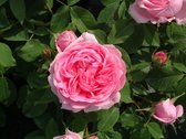 Comte de Chambord | Grote struikroos | Roze | 1,5 meter hoog | Wortel