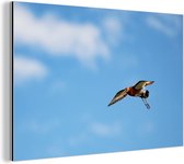 Une barge à queue noire vole dans les airs Aluminium 180x120 cm - Tirage photo sur Aluminium (décoration murale métal) XXL / Groot format!