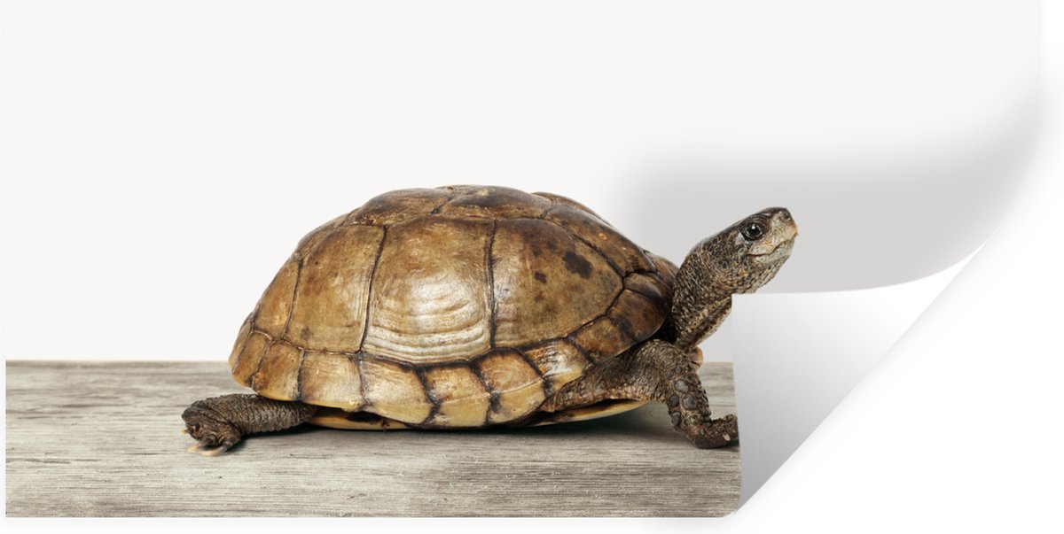 Muursticker kids - Sticker voor kinderen - Kinderkamer decoratie -Schildpad - Jongen - Die