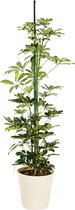 Plant in hydrocultuur systeem van Botanicly: Vingersboom met weinig onderhoud – Hoogte: 105 cm – Schefflera arboricola