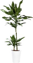 Plant in hydrocultuur systeem van Botanicly: Drakenboom met weinig onderhoud – Hoogte: 85 cm – Dracaena fragr. Janet Lind