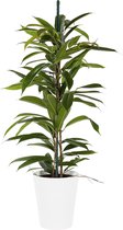 Plant in hydrocultuur systeem van Botanicly: Rubberboom met weinig onderhoud – Hoogte: 75 cm – Ficus binnendijkii Amstel King