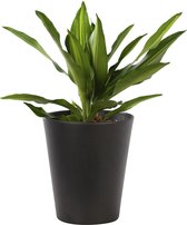 Plant in hydrocultuur systeem van Botanicly: Drakenboom met weinig onderhoud – Hoogte: 35 cm – Dracaena fragr. Cintho