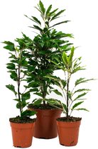 Schefflera Elegantissima mix  Bianca, Castor en Gemini inbegrepen  9cm