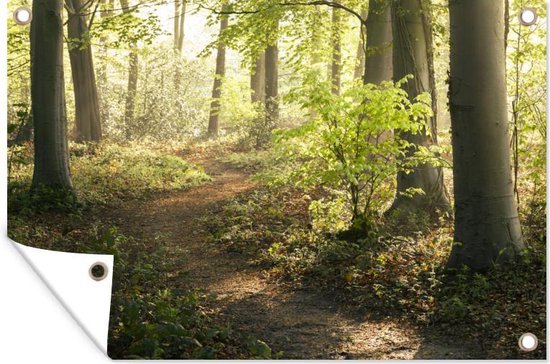 Décoration murale Forêt - Arbre - Chemin - 180x120 cm - Affiche jardin