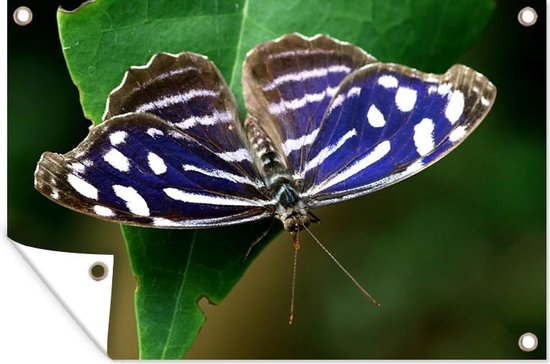 Blue Golf Butterfly Garden Poster 200x100 cm - Toile de jardin / Toile d'extérieur / Peintures d'extérieur (décoration de jardin) XXL / Groot format!