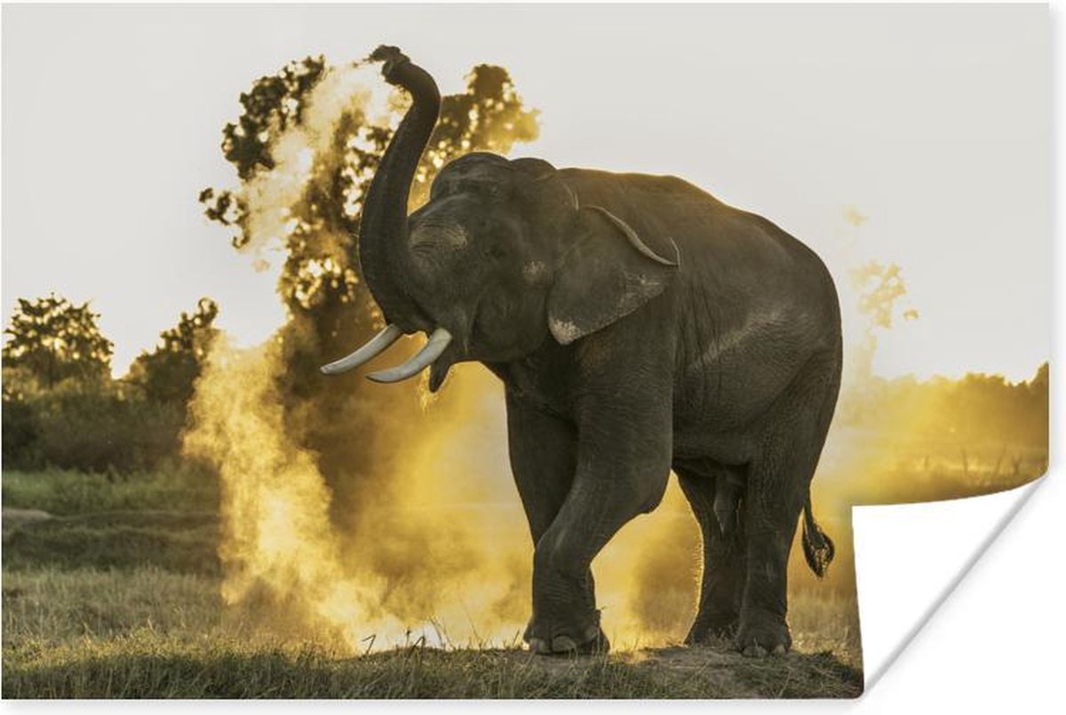 Affiche Éléphant souffle de la vapeur du tronc - 60x40 cm