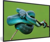 Fotolijst incl. Poster - Blauwe slang houdt prooi in het oog - 60x40 cm - Posterlijst