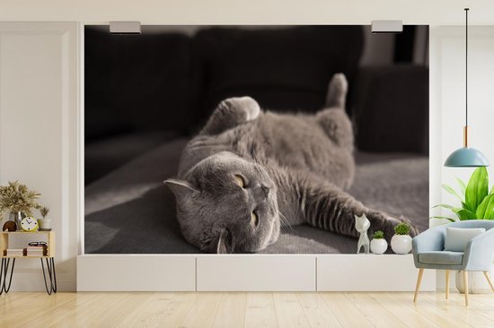 Papier peint Papier peint photo en vinyle - Chat sur une chaise grise largeur 330 cm x hauteur 220 cm - Tirage photo sur papier peint (disponible en 7 tailles)