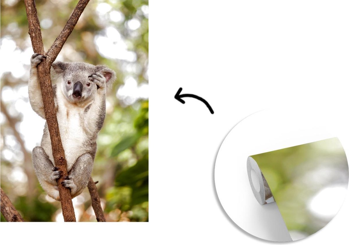 Papier peint - Papier peint photo Koala - Branches - Animaux - Largeur 225  cm x