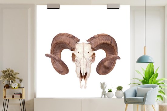 Papier peint photo vinyle - Un crâne de mouton sur fond blanc largeur 280 cm x hauteur 280 cm - Tirage photo sur papier peint (disponible en 7 tailles)