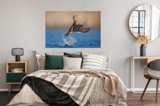 Affiche Canard - Aile - Water - 120x80 cm