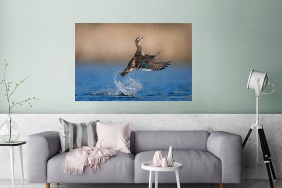 Affiche Canard - Aile - Water - 120x80 cm