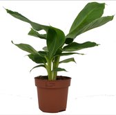 ZynesFlora - Musa Dwarf - Bananenplant - Ø 12 cm - Hoogte: 30 cm - Luchtzuiverend - Kamerplant