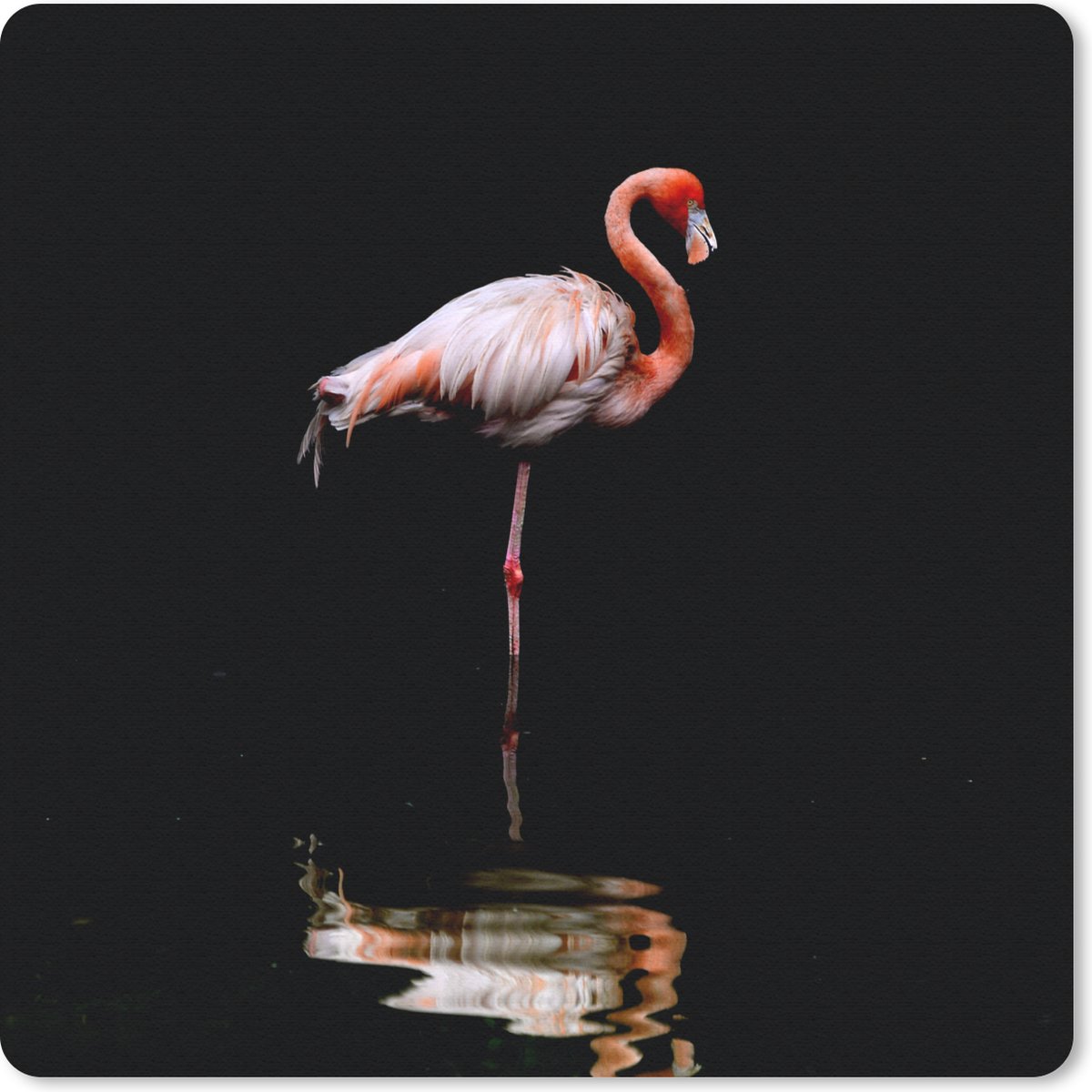 Muismat 20x20 cm - Mousepad Twee flamingo's staan in het water - Muismatten