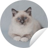 Garden Circle Cat - Ragdoll Cat - Blauw - 120x120 cm - Affiche de Jardin Ronde - Extérieur - XXL