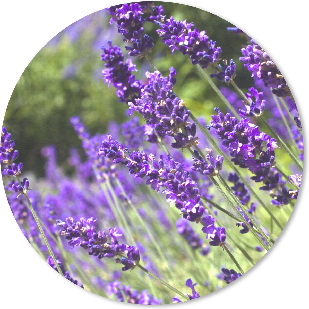 Muismat rond 30x30 cm - Mousepad Heldere paarse lavendel in de natuur - Ronde muismatten