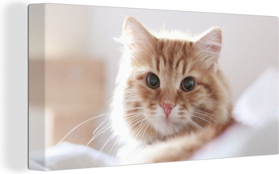 Schilderij kat - Oranje - Wit - Bed - Close up - Canvas kat - Katten schilderij - Wanddecoratie - 80x40 cm