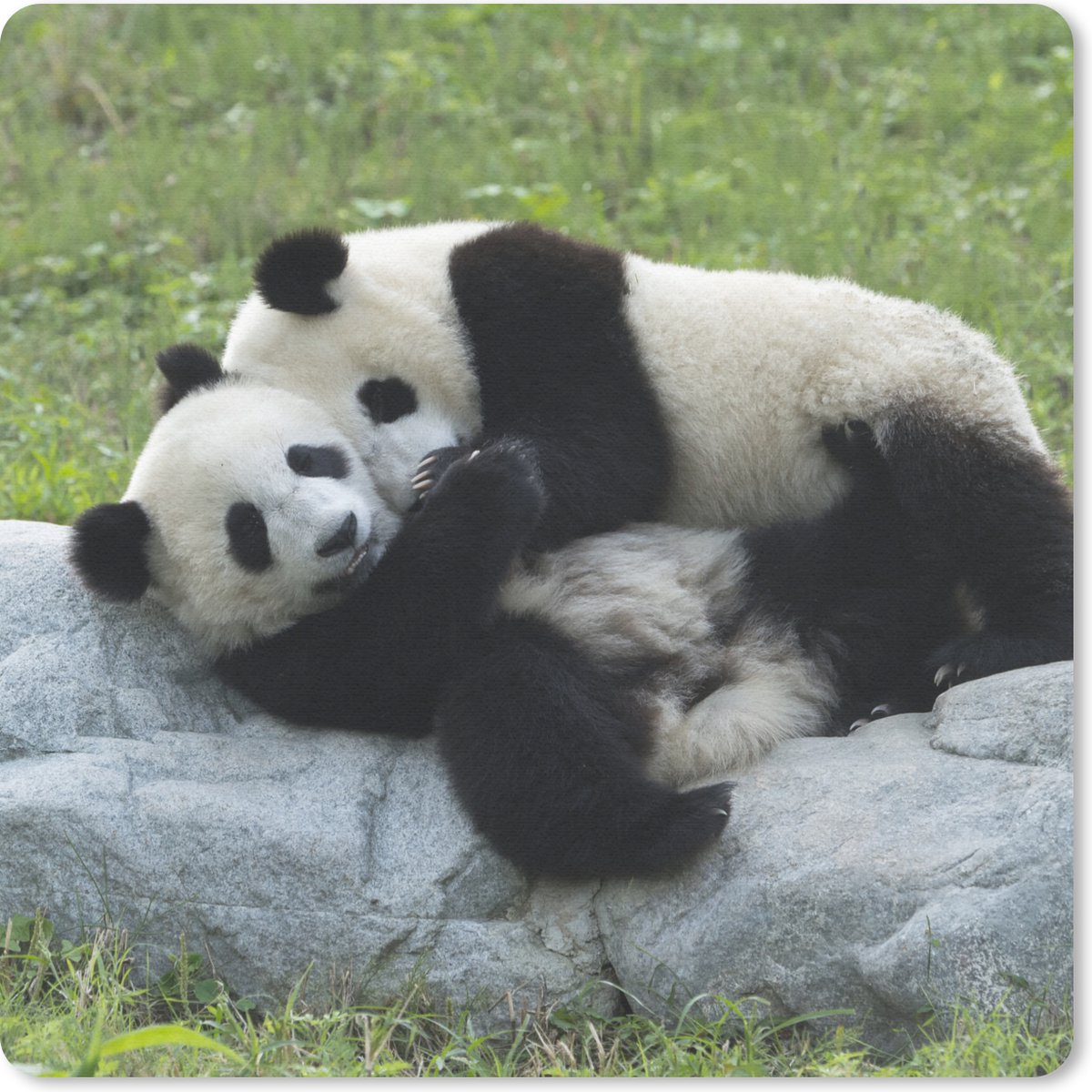 Muismat 30x30 cm - Mousepad Pandas - Gras - Steen - Muismatten