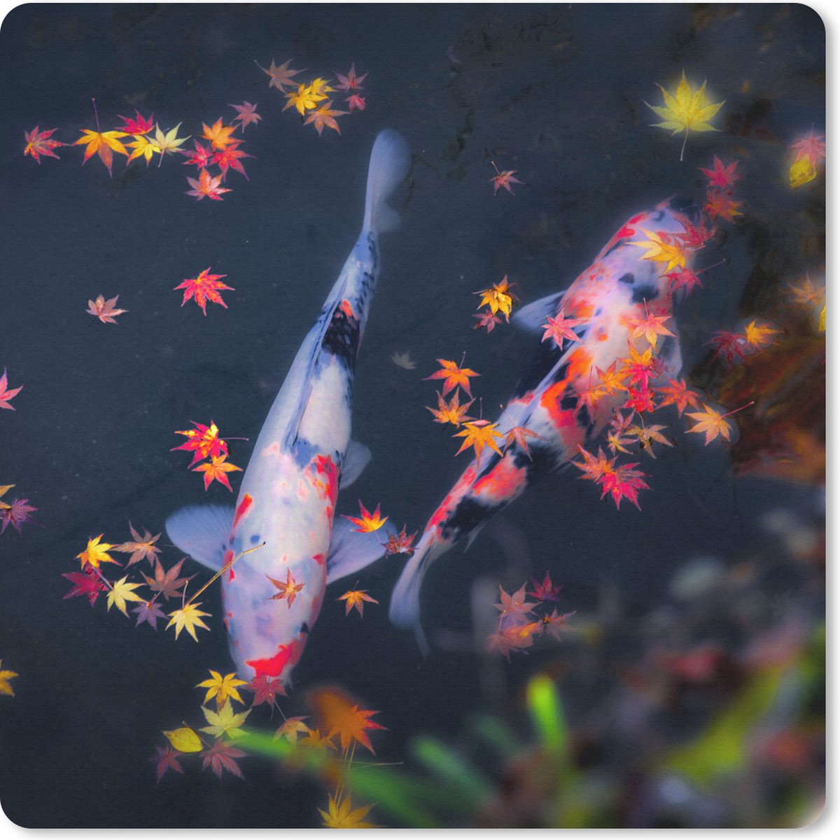 Muismat 30x30 cm - Mousepad Koi - Vis - Regenboog - Bladeren - Muismatten