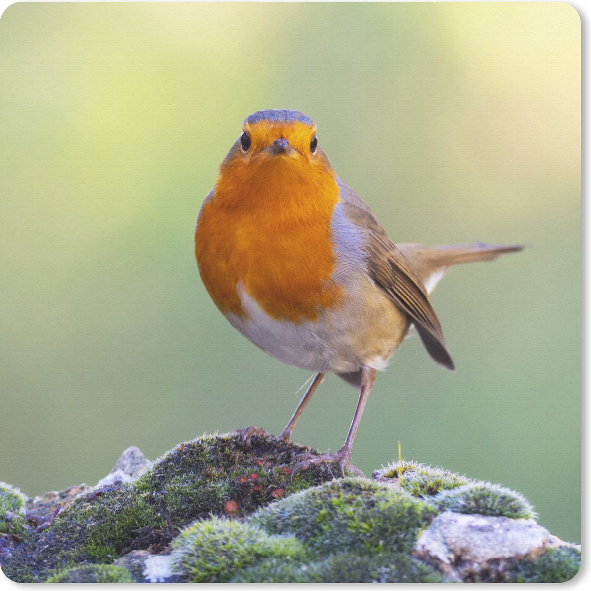 Muismat 20x20 cm - Mousepad Stenen - Roodborstje - Natuur - Muismatten