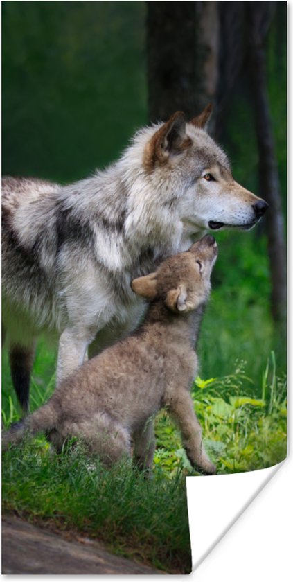 Poster Wolf - Baby - Bos - 60x120 cm
